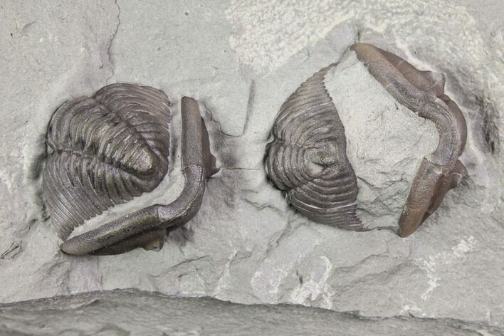 Two Enrolled Flexicalymene Trilobites - Mt Orab, Ohio #85395